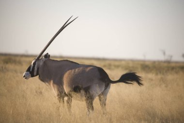Güneşli bir kış gününde Namibya Etosha Milli Parkı antilop oryx yakın çekim