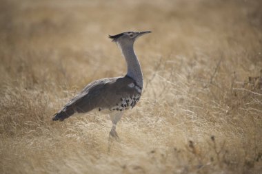 Namibya Etosha Milli Parkı. Kuşlar - park sakinleri güneşli bir kış gününde yakın