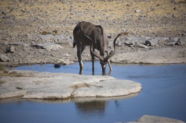 Güneşli bir kış gününde Namibya Etosha Milli Parkı antilop kudu yakın çekim