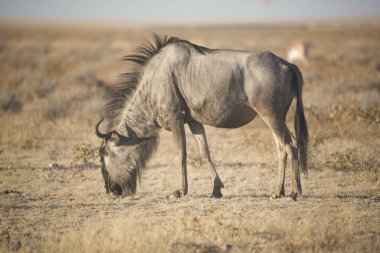 Güneşli bir kış gününde Namibya Etosha Milli Parkı antilop gnu yakın çekim