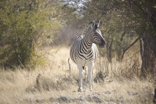 Namíbia Parque Nacional Etosha Zebra Close Dia Ensolarado — Fotografia de Stock