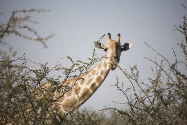 Namibya Etosha Milli Parkı Zürafalar Güneşli Bir Günde Closeup — Stok fotoğraf