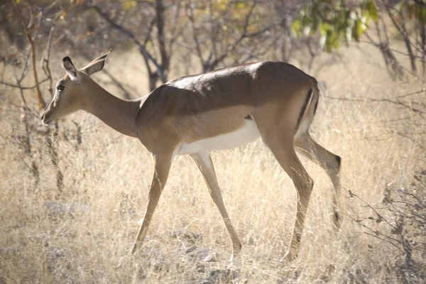 Namibia Etosha Impala National Park Closeup Solig Vinterdag — Stockfoto