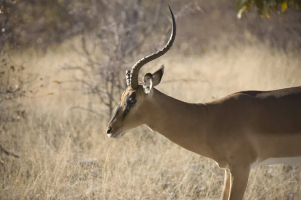 Namibië Etosha Impala National Park Close Een Zonnige Winterdag — Stockfoto
