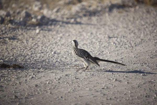 Namibia Nationalpark Etosha Bird Nashorn Nahaufnahme Einem Sonnigen Wintertag — Stockfoto