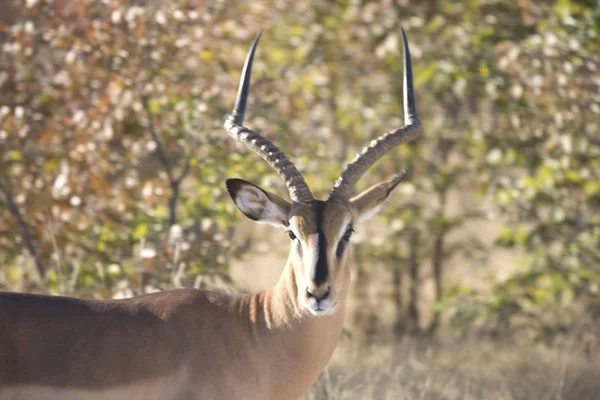 Namibie Parc National Etosha Impala Gros Plan Par Une Journée — Photo