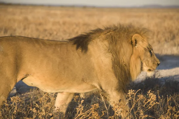 Namíbia Parque Nacional Etosha Leão Close Dia Ensolarado Inverno — Fotografia de Stock