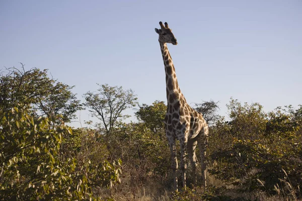 Namibya Etosha Milli Parkı Zürafalar Güneşli Bir Günde Closeup — Stok fotoğraf