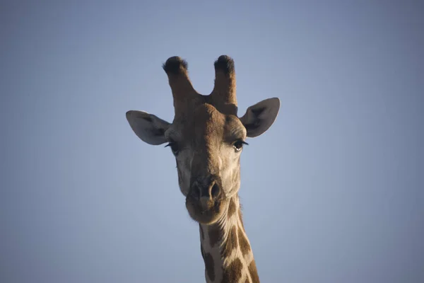 Namíbia Parque Nacional Etosha Girafas Closeup Dia Ensolarado — Fotografia de Stock