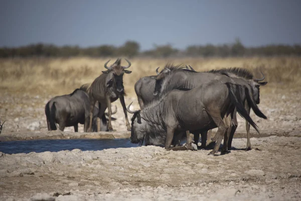 Намібія Етоша Національний Парк Антилопа Gnu Крупним Планом Сонячний День — стокове фото