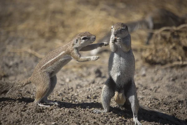 Namibia Etosha National Park Surricate Close Pada Hari Musim Dingin — Stok Foto