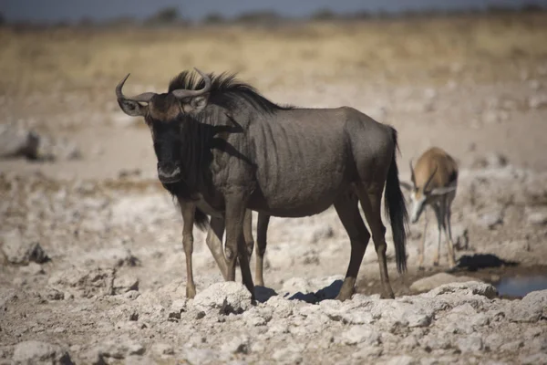 Намібія Етоша Національний Парк Антилопа Gnu Крупним Планом Сонячний День — стокове фото