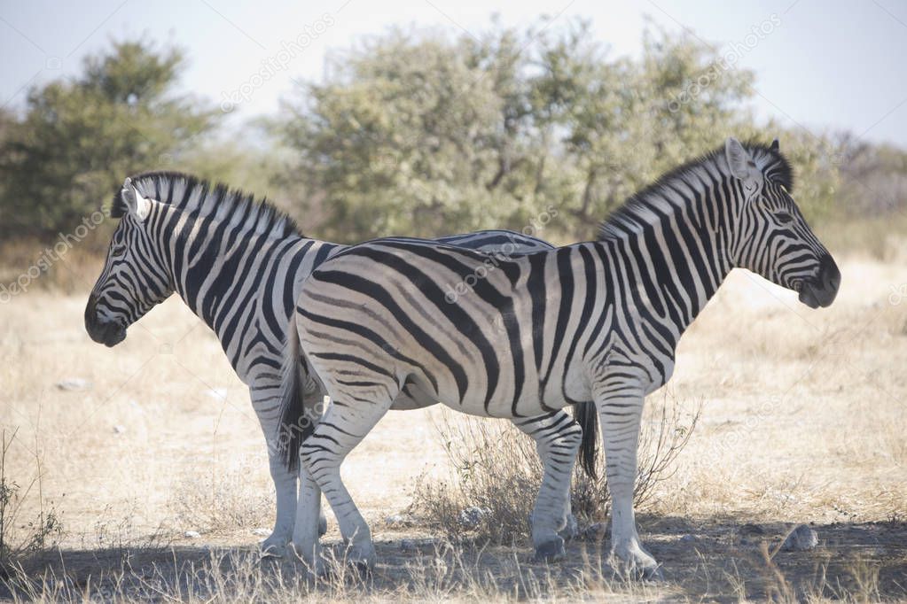 Namibia Etosha Zebra National Park closeup on a sunny day