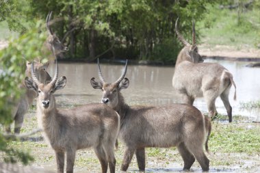 Güneşli bir günde Svaziland Kudu antilop yakın çekim