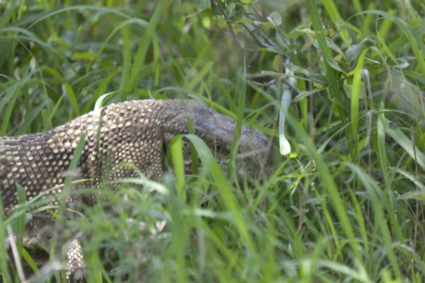 Swaziland Python Gräset Solig Sommardag — Stockfoto