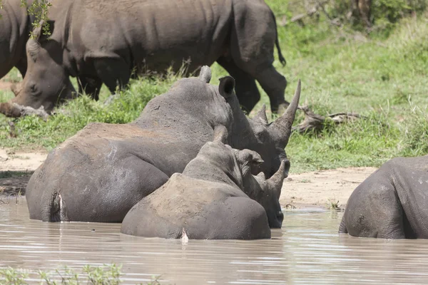 Swaziland Zwarte Rhino Close Een Zonnige Zomerdag — Stockfoto