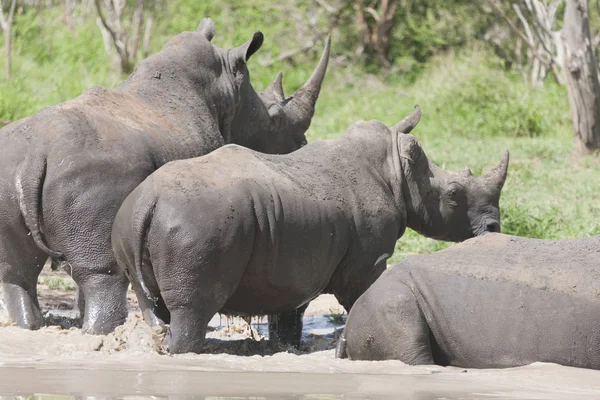 Swaziland Svart Rhino Närbild Solig Sommardag — Stockfoto