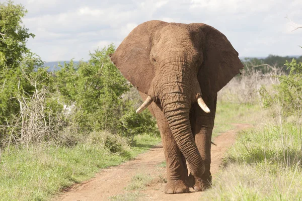 Swaziland Elephant Close Sunny Spring Day — Stock Photo, Image