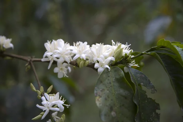 Äthiopien Kaffeeblumen Aus Nächster Nähe Einem Bewölkten Tag — Stockfoto