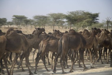 Güneşli Bir Gün Akşamı Etiyopya Deve Karavan