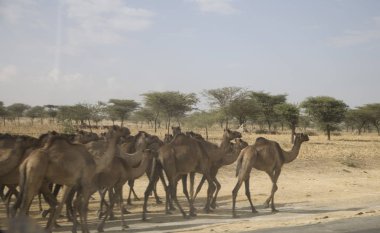 Güneşli Bir Gün Akşamı Etiyopya Deve Karavan