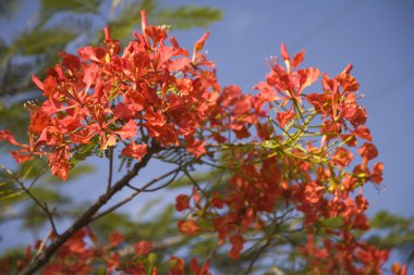 Etiyopya çiçekler Etiyopya bitkiler bulutlu bir günde yakın çekim