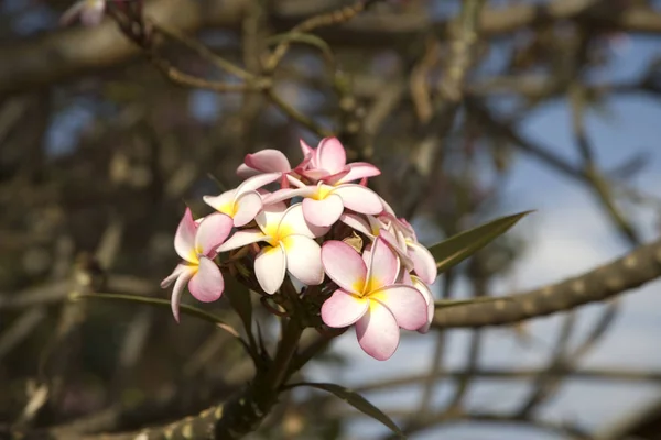 Etiopía Florece Plantas Etíopes Cerca Día Nublado —  Fotos de Stock