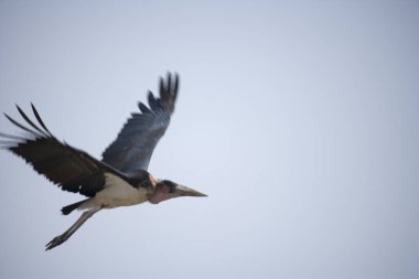Etiyopya Marabu açık bir yaz gününde uçuyor