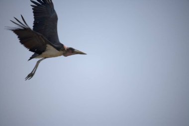 Etiyopya Marabu açık bir yaz gününde uçuyor