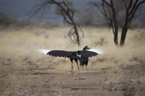 Ethiopie Oiseau Hadegash Gros Plan Sur Une Journée Nuageuse Printemps — Photo