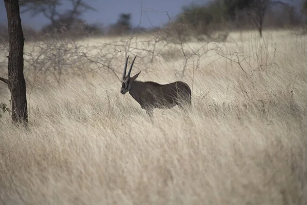 Etiópia Oris Antílope Savana Dia Ensolarado — Fotografia de Stock