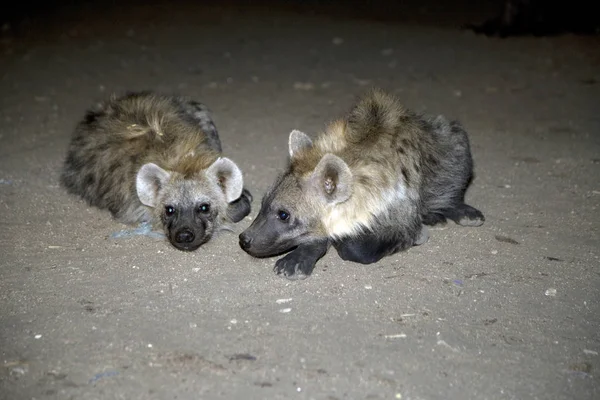 Etiópia Harar Hyena Closeup Noite — Fotografia de Stock