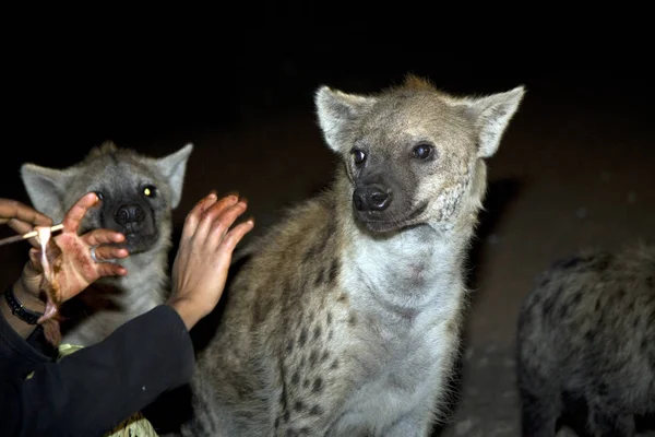 Etiópia Harar Hyena Closeup Noite — Fotografia de Stock