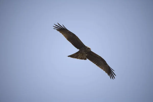 Ethiopie Aigle Vol Close Par Une Journée Ensoleillée — Photo