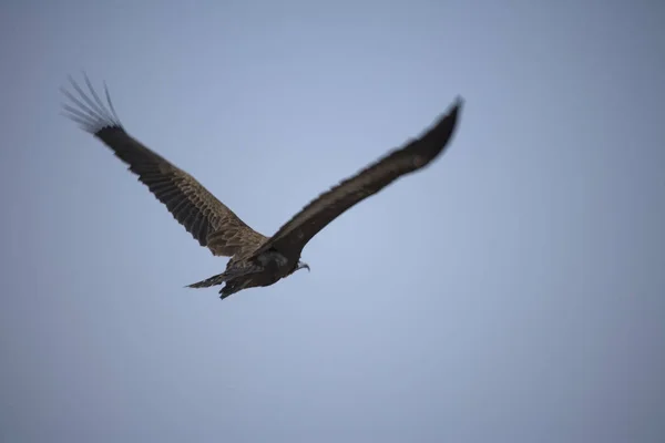 Ethiopie Aigle Vol Close Par Une Journée Ensoleillée — Photo