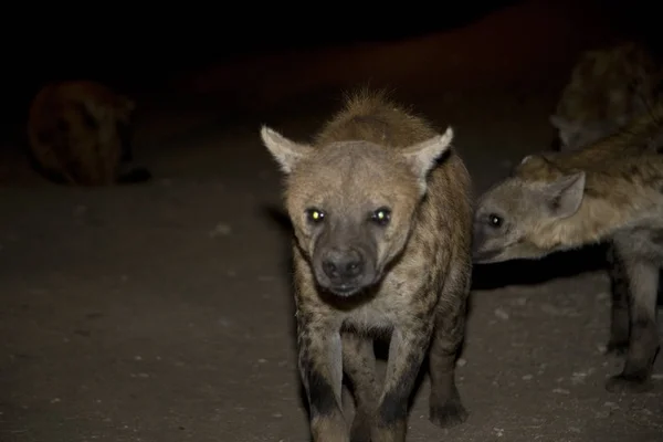 Etiópia Harar Hyena Closeup Noite Fotos De Bancos De Imagens