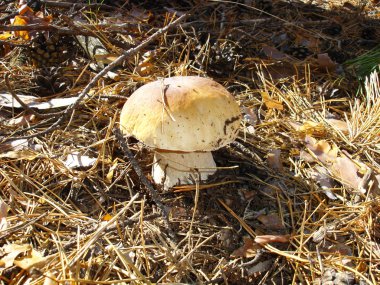 Sonbahar ormanında mantar.