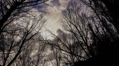 Ürkütücü manzara ağaçlarının silhouettes gösterilen 