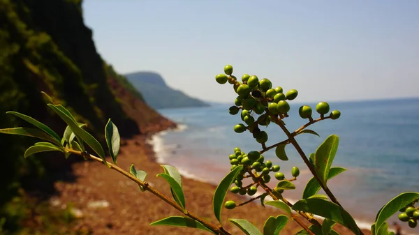 yüksek dağ yamacı Sahili ve bitkiler