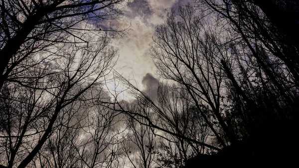 Ürkütücü manzara ağaçlarının silhouettes gösterilen 