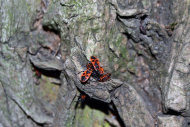 Ağaç üzerinde böcek. böcekler.