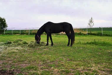 kırmızı çiçek closeup çiçeklenme