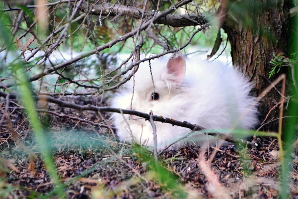 Flauschiges Kaninchen Unter Einem Baum — Stockfoto