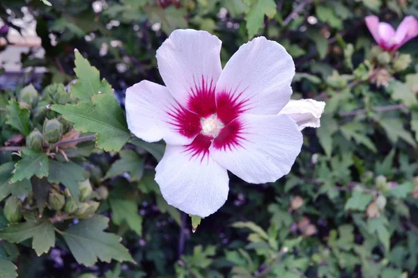 白花特写 — 图库照片