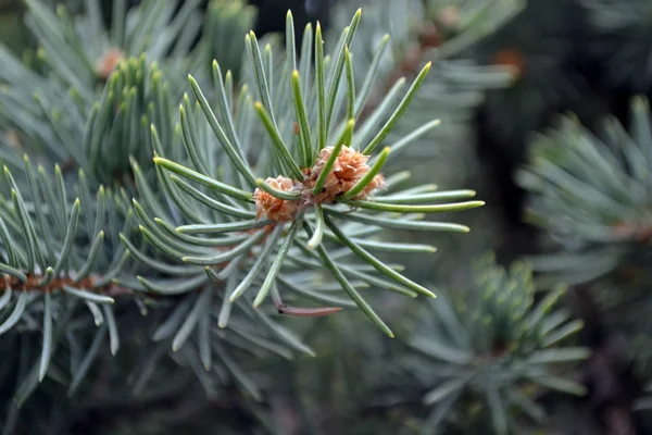 Pine Tree Branch Cones — Stock Photo, Image