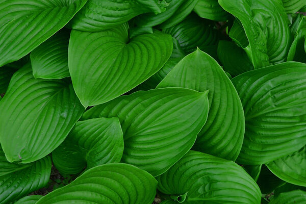background with green leaves close up