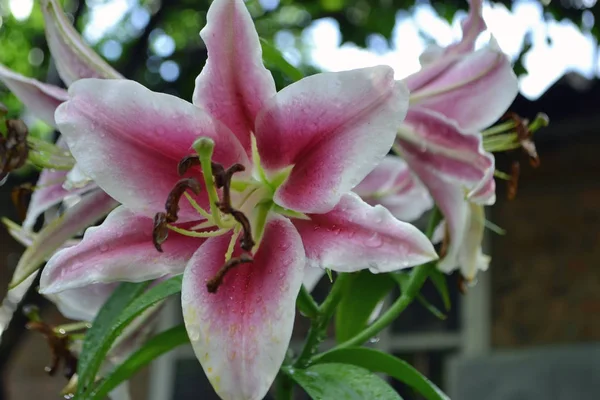 Amarylis flor, flor cheia em um jardim botânico tropical. Hippeastrum Amaryllis — Fotografia de Stock