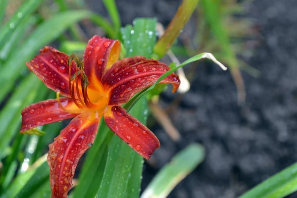 В ботаническом саду расцвел цветок лилии. Hippeastrum Felycs — стоковое фото