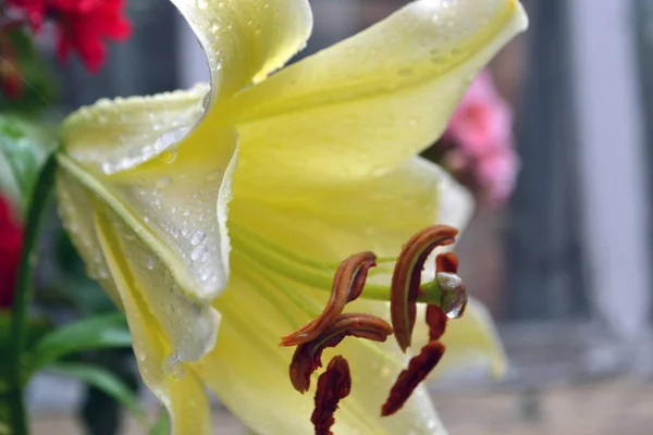 在夏日的花园里，一朵黄色的百合花盛开. — 图库照片