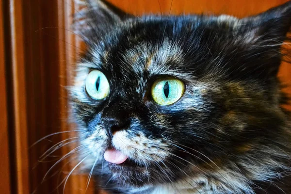 Gato esponjoso. Ojos expresivos. Gato de raza pura. Primer plano de la cara de gato. Hermoso gato. Una mascota. Hermoso fondo. Lengua que sobresale . — Foto de Stock